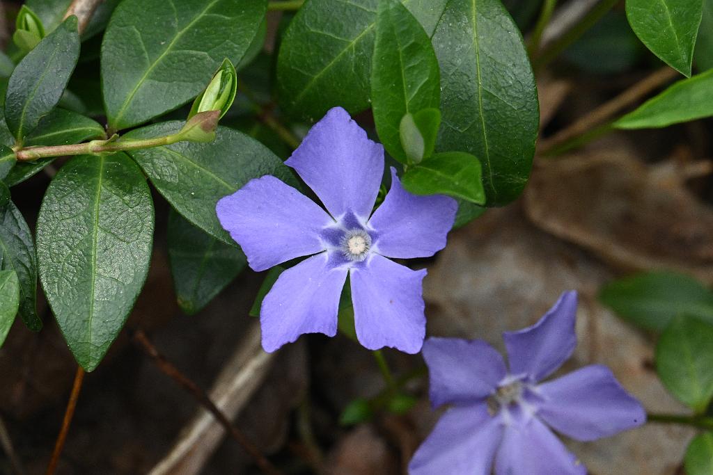 2025-04256569 Broad Meadow Brook, MA.JPG - Periwinkle. Broad Meadow Brook Wildlife Sanctuary, MA, 4-25-2025